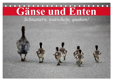 Gänse und Enten. Schnattern, watscheln, quaken! (Tischkalender 2027 DIN A5 quer), CALVENDO Monatskalender