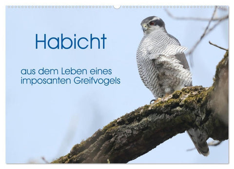Habicht - aus dem Leben eines imposanten Greifvogels (Wandkalender 2027 DIN A2 quer), CALVENDO Monatskalender
