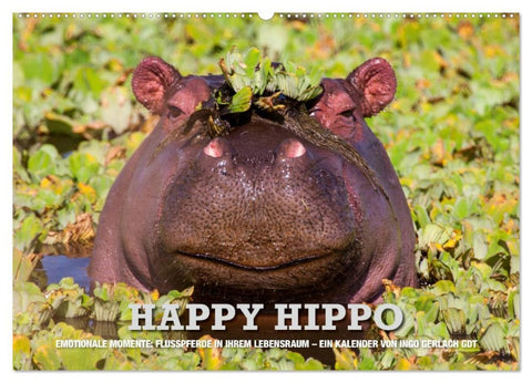 Emotionale Momente. Happy Hippo / CH-Version (Wandkalender 2026 DIN A2 quer), CALVENDO Monatskalender
