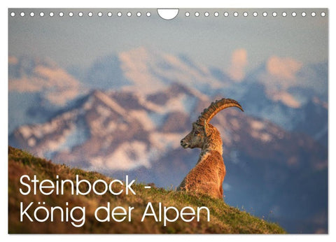 Steinbock - König der Alpen (Wandkalender 2027 DIN A4 quer), CALVENDO Monatskalender