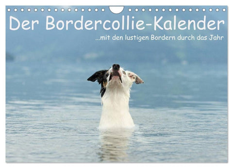 Der Bordercollie-Kalender (Wandkalender 2027 DIN A4 quer), CALVENDO Monatskalender