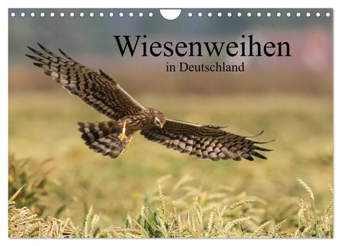 Wiesenweihen in Deutschland (Wandkalender 2027 DIN A4 quer), CALVENDO Monatskalender