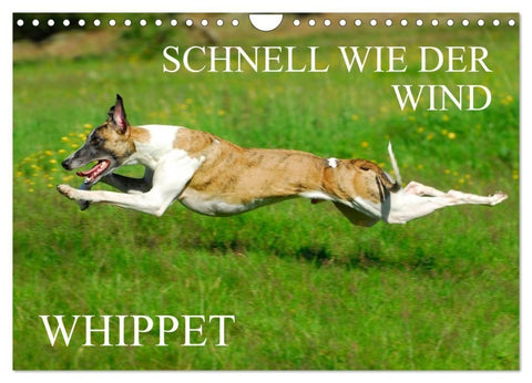 Schnell wie der Wind - Whippet (Wandkalender 2027 DIN A4 quer), CALVENDO Monatskalender