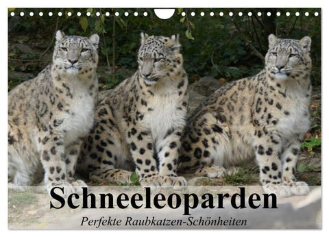 Schneeleoparden. Perfekte Raubkatzen-Schönheiten (Wandkalender 2027 DIN A4 quer), CALVENDO Monatskalender