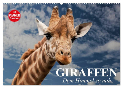 Giraffen. Dem Himmel so nah (Wandkalender 2026 DIN A2 quer), CALVENDO Monatskalender
