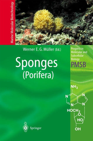 Sponges (Porifera)