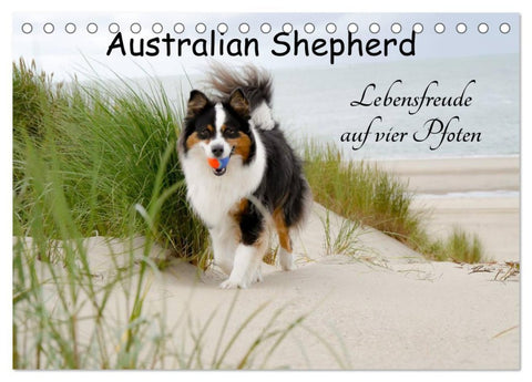 Australian Shepherd - Lebensfreude auf vier Pfoten (Tischkalender 2026 DIN A5 quer), CALVENDO Monatskalender