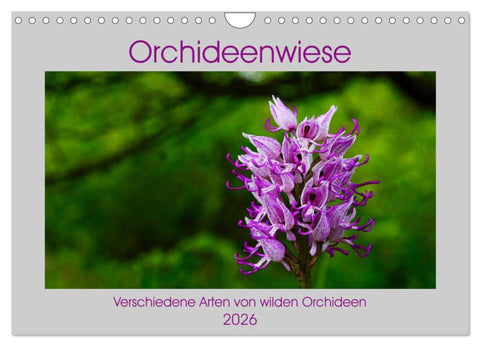 Orchideenwiese 2026 (Wandkalender 2026 DIN A4 quer), CALVENDO Monatskalender