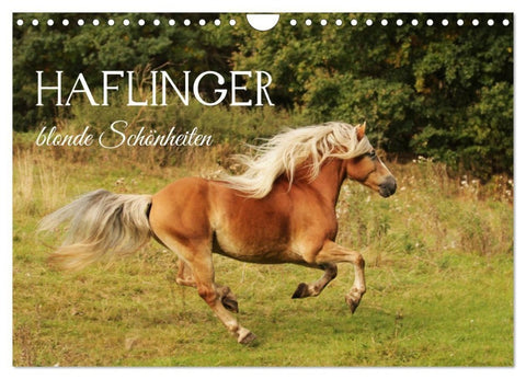 Haflinger - blonde Schönheiten (Wandkalender 2027 DIN A4 quer), CALVENDO Monatskalender