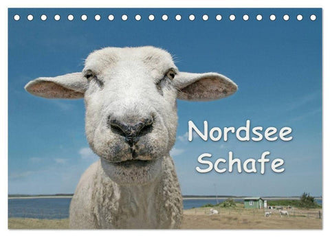Nordsee Schafe (Tischkalender 2027 DIN A5 quer), CALVENDO Monatskalender