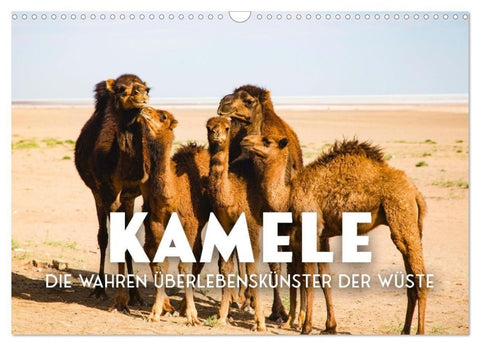 Kamele - die wahren Überlebenskünstler der Wüste. (Wandkalender 2027 DIN A3 quer), CALVENDO Monatskalender