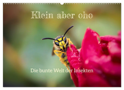 Klein aber oho. Die bunte Welt der Insekten (Wandkalender 2026 DIN A2 quer), CALVENDO Monatskalender