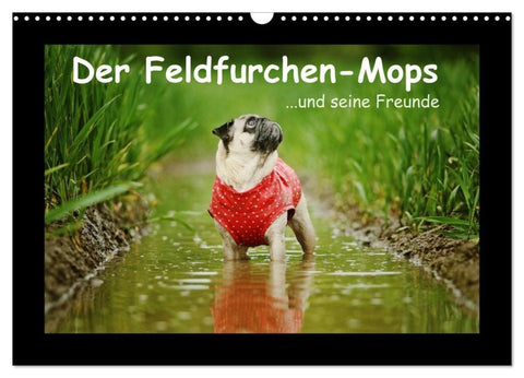 Der Feldfurchen-Mops (Wandkalender 2027 DIN A3 quer), CALVENDO Monatskalender