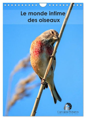 Le monde intime des oiseaux (Calendrier mural 2026 DIN A4 horizontal), CALVENDO calendrier mensuel