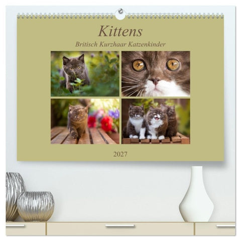Kittens - Britisch Kurzhaar Katzenkinder (hochwertiger Premium Wandkalender 2027 DIN A2 quer), Kunstdruck in Hochglanz