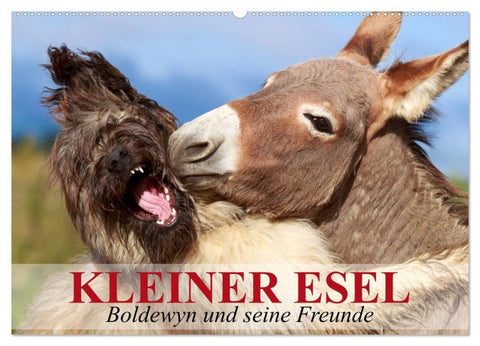 Kleiner Esel. Boldewyn und seine Freunde (Wandkalender 2026 DIN A2 quer), CALVENDO Monatskalender