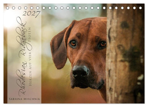 Rhodesian Ridgeback - Herzen auf vier Pfoten (Tischkalender 2027 DIN A5 quer), CALVENDO Monatskalender