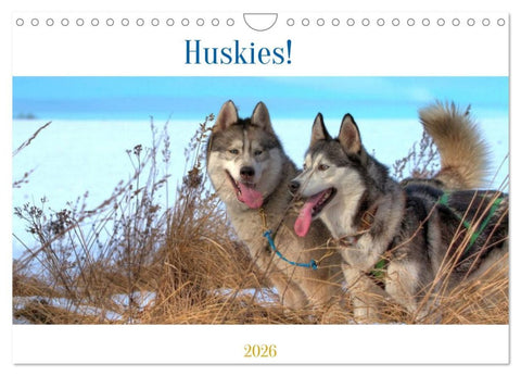 Huskies! (Wandkalender 2026 DIN A4 quer), CALVENDO Monatskalender