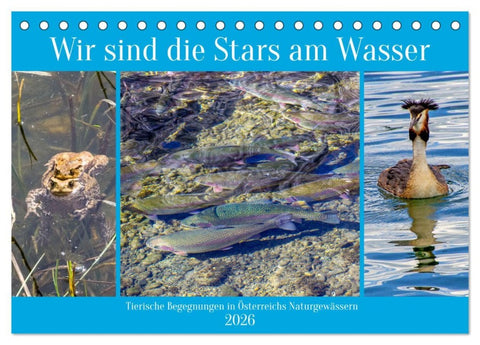 Wir sind die Stars am Wasser (Tischkalender 2026 DIN A5 quer), CALVENDO Monatskalender