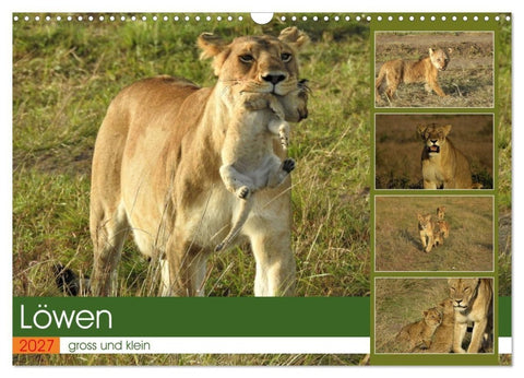 Löwen - gross und klein (Wandkalender 2027 DIN A3 quer), CALVENDO Monatskalender