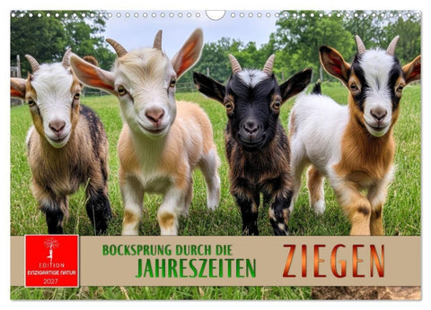 Ziegen - Bocksprung durch das Jahr (Wandkalender 2027 DIN A3 quer), CALVENDO Monatskalender