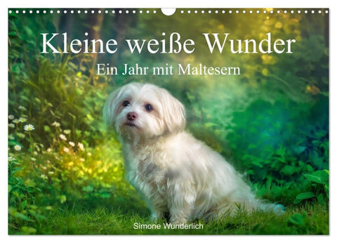 Kleine weiße Wunder - ein Jahr mit Maltesern (Wandkalender 2027 DIN A3 quer), CALVENDO Monatskalender