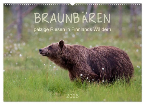 Braunbären - pelzige Riesen in Finnlands Wäldern (Wandkalender 2026 DIN A2 quer), CALVENDO Monatskalender