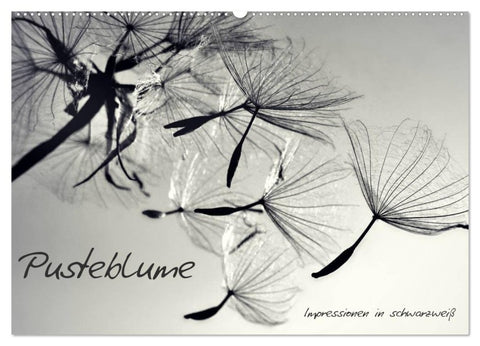 Pusteblume - Impressionen in schwarzweiß (Wandkalender 2026 DIN A2 quer), CALVENDO Monatskalender