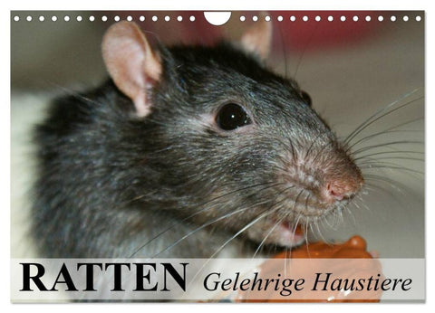 Ratten - Gelehrige Haustiere (Wandkalender 2027 DIN A4 quer), CALVENDO Monatskalender