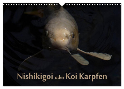 Nishikigoi oder Koi Karpfen (Wandkalender 2027 DIN A3 quer), CALVENDO Monatskalender