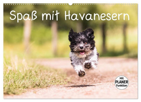 Spaß mit Havanesern (Wandkalender 2027 DIN A2 quer), CALVENDO Monatskalender