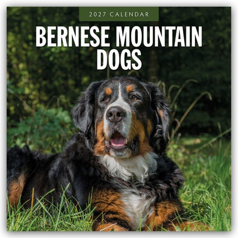 Bernese Mountain Dog – Berner Sennenhund 2027 – 16-Monatskalender
