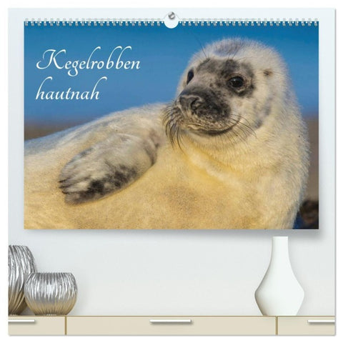 Kegelrobben hautnah (hochwertiger Premium Wandkalender 2027 DIN A2 quer), Kunstdruck in Hochglanz