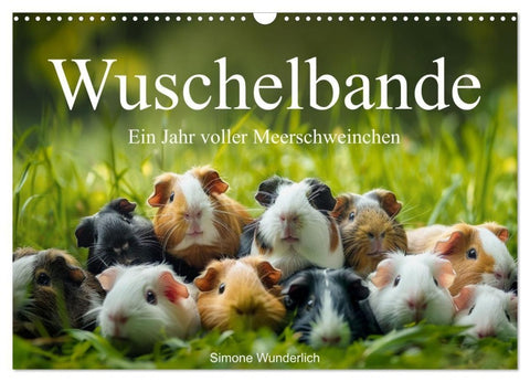 Wuschelbande - Ein Jahr voller Meerschweinchen (Wandkalender 2027 DIN A3 quer), CALVENDO Monatskalender
