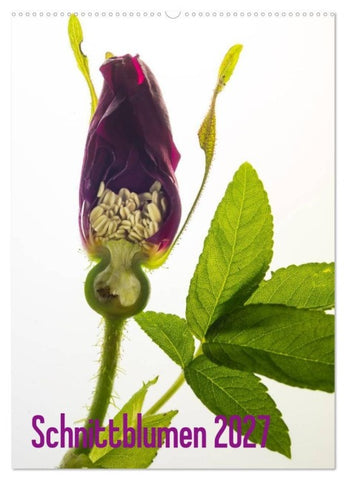Schnittblumen 2027 (Wandkalender 2027 DIN A2 hoch), CALVENDO Monatskalender