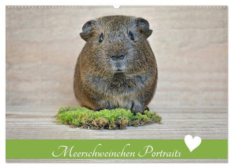 Meerschweinchen Portraits (Wandkalender 2027 DIN A2 quer), CALVENDO Monatskalender