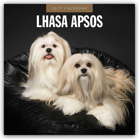 Lhasa Apsos – Lhasa Apso 2027 – 16-Monatskalender