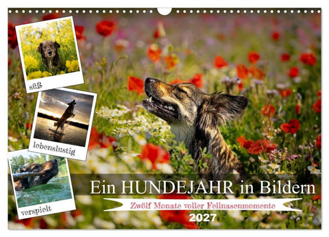 Ein Hundejahr in Bildern (Wandkalender 2027 DIN A3 quer), CALVENDO Monatskalender