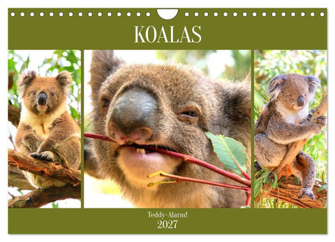Koalas. Teddy-Alarm! (Wandkalender 2027 DIN A4 quer), CALVENDO Monatskalender