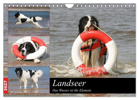 Landseer - Das Wasser ist ihr Element (Wandkalender 2027 DIN A4 quer), CALVENDO Monatskalender