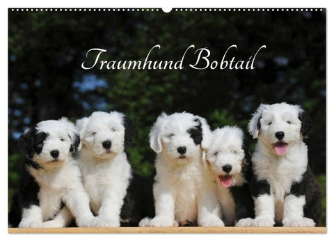 Traumhund Bobtail (Wandkalender 2027 DIN A2 quer), CALVENDO Monatskalender