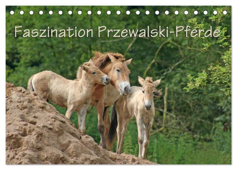 Faszination Przewalski-Pferde (Tischkalender 2027 DIN A5 quer), CALVENDO Monatskalender