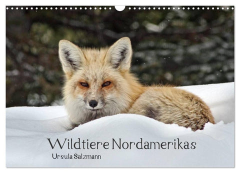 Wildtiere Nordamerikas (Wandkalender 2027 DIN A3 quer), CALVENDO Monatskalender