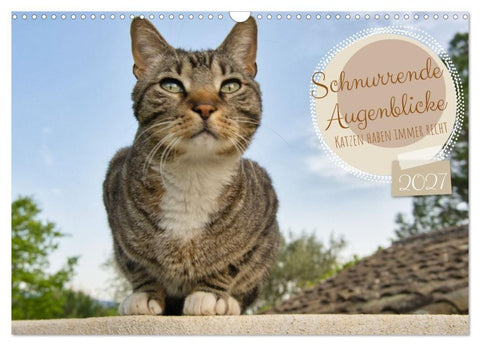 Schnurrende Augenblicke (Wandkalender 2027 DIN A3 quer), CALVENDO Monatskalender