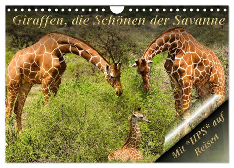 Giraffen, die Schönen der Savanne (Wandkalender 2027 DIN A4 quer), CALVENDO Monatskalender