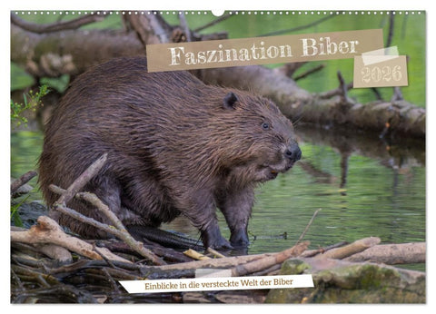 Faszination Biber (Wandkalender 2026 DIN A2 quer), CALVENDO Monatskalender