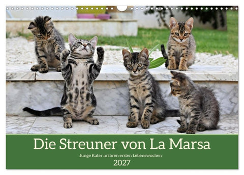 Die Streuner von La Marsa (Wandkalender 2027 DIN A3 quer), CALVENDO Monatskalender