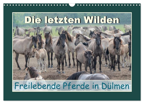 Die letzten Wilden - freilebende Pferde in Dülmen (Wandkalender 2027 DIN A3 quer), CALVENDO Monatskalender