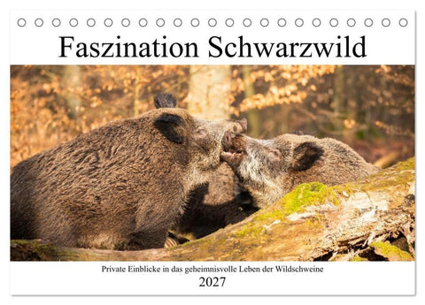 Faszination Schwarzwild (Tischkalender 2027 DIN A5 quer), CALVENDO Monatskalender