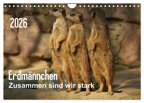 Erdmännchen - Zusammen sind wir stark (Wandkalender 2026 DIN A4 quer), CALVENDO Monatskalender